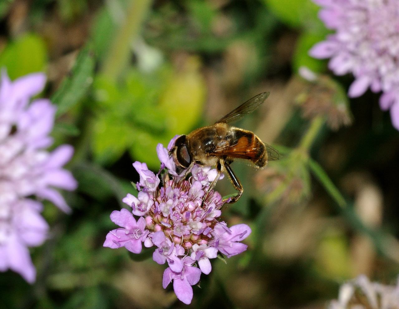 Eristalis (Quale?)